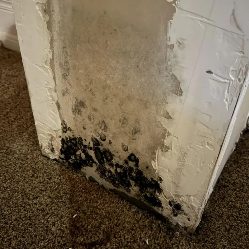 Professional Mold Removal in Ogden, NC
